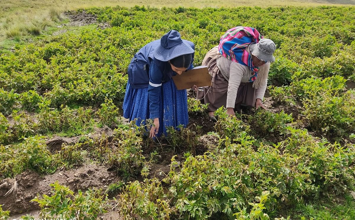 Dos personas verifican cómo están sus cultivos tras las fuertes lluvias (Cortesía: MDRT) Dos personas verifican cómo están sus cultivos tras las fuertes lluvias (Cortesía: MDRT)